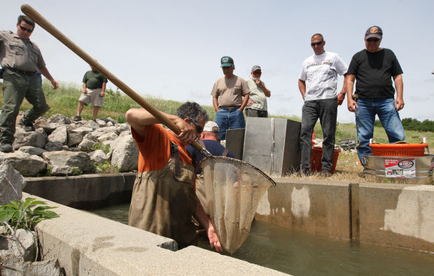 Fish Harvest 8 6.5.14.jpg